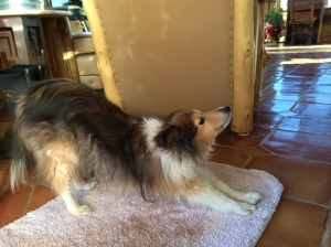 Shannon stretching in the sun streaming through the open door.