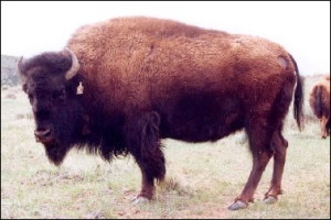 Buffalo cow-Potosie--on Red Canyon Ranch, Wyoming.