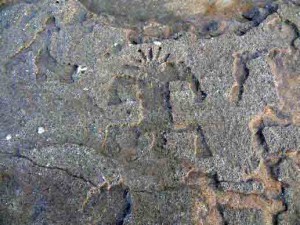 Hawaiian petroglyphs