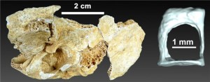 Neandertal ear bones