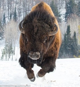 bison charging