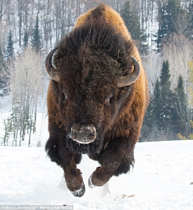 bison-charging.jpg
