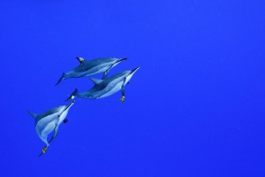 dolphins