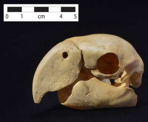 macaw-skull