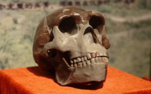 pekin-man-skull-2