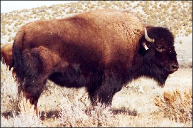 Saint Clair One Of The Finest Buffalo Cows In North America And Daughter Of Mr