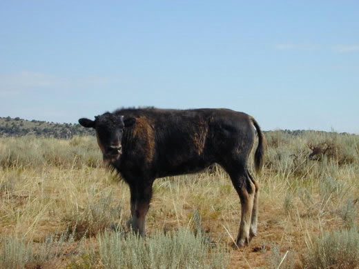 Buffalo Calf