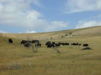 Buffalo-peacefully-grazing