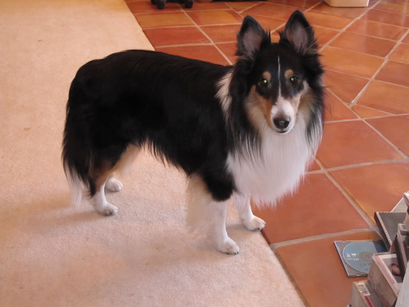 Jake