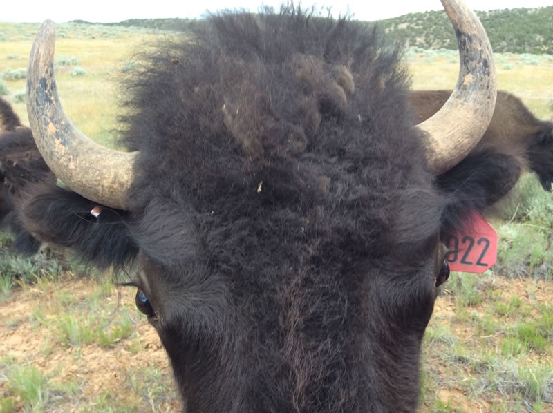 Hello Buffalo