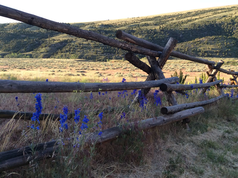 Mountain Flowers