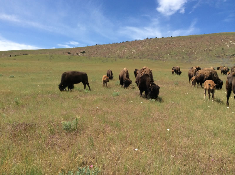 Red Canyon Bison
