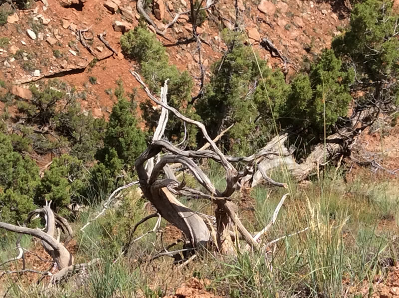 Red Canyon Ranch